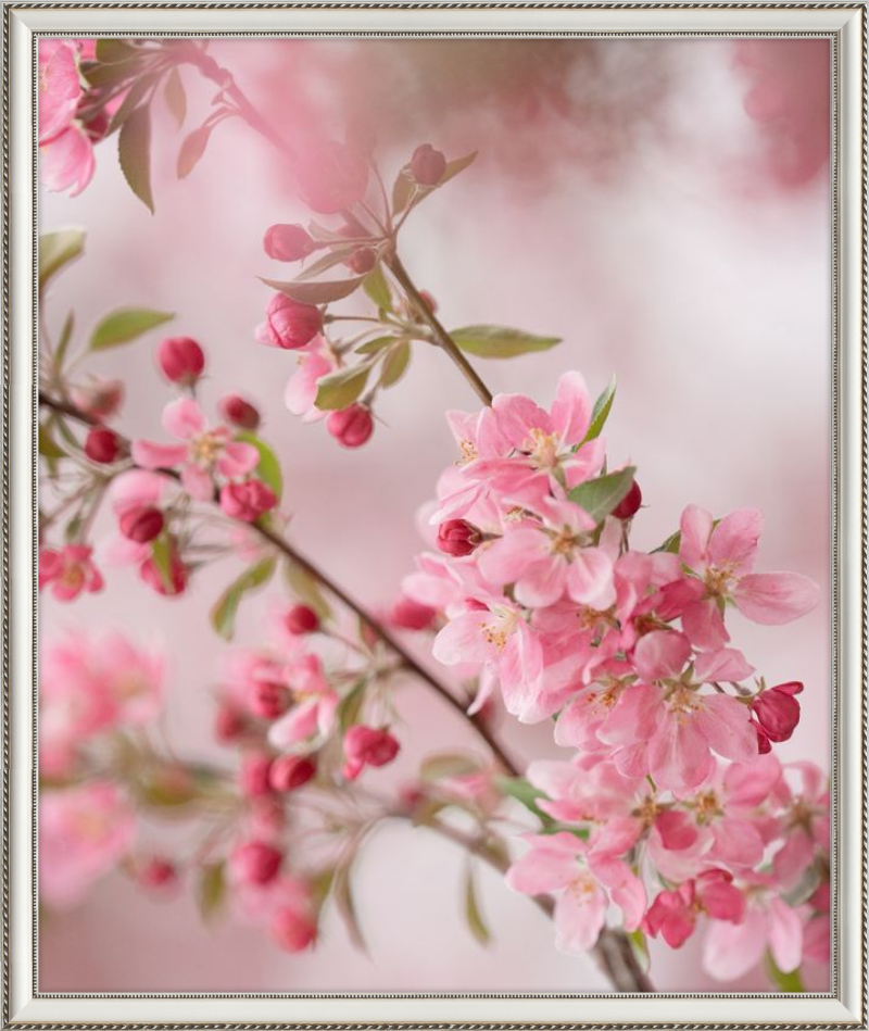 Pink Cherry Blossoms in Spring