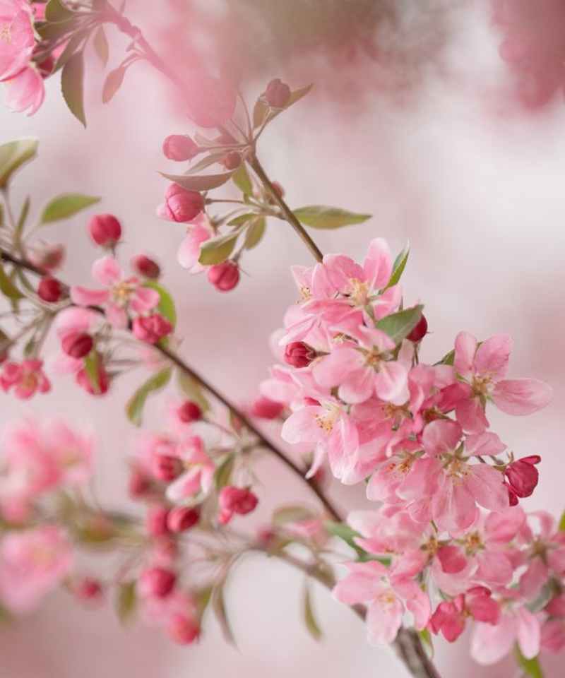 Pink Cherry Blossoms in Spring