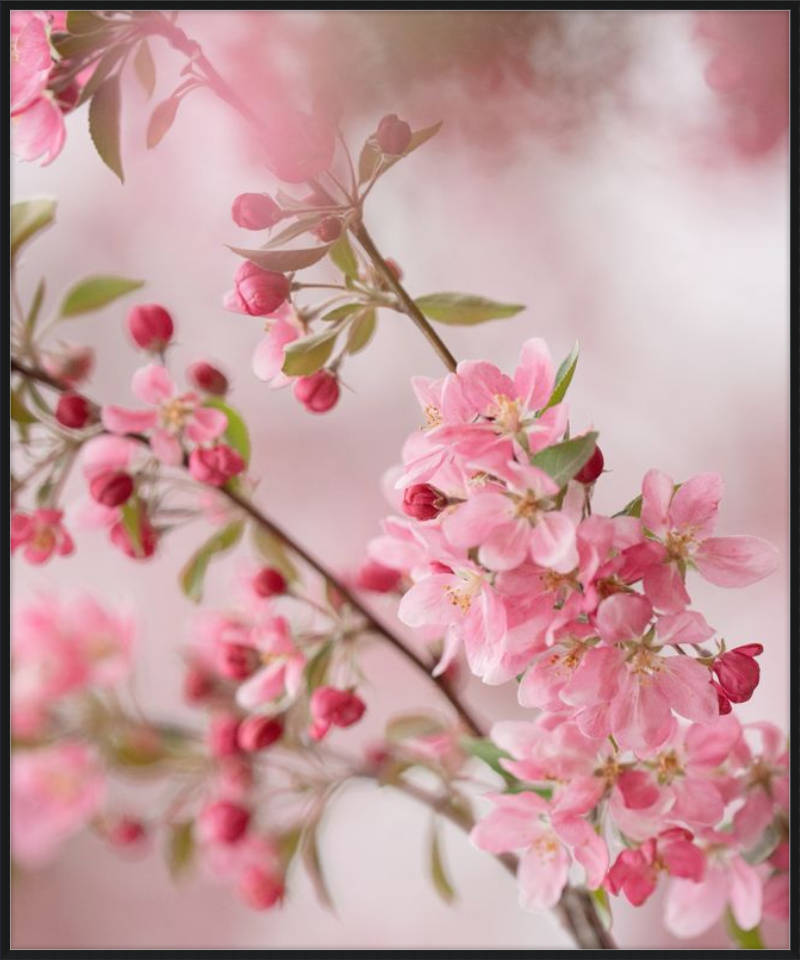 Pink Cherry Blossoms in Spring