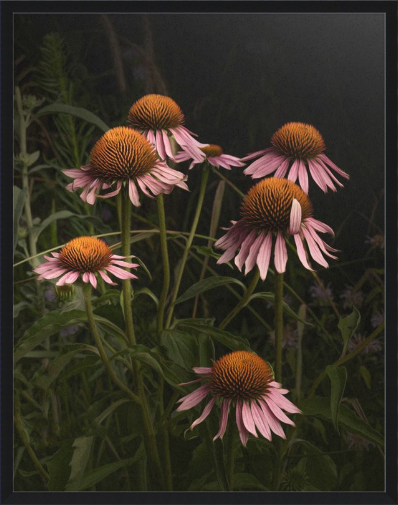 The Wayward Petal Echinacea Blooms by Caroline Jensen